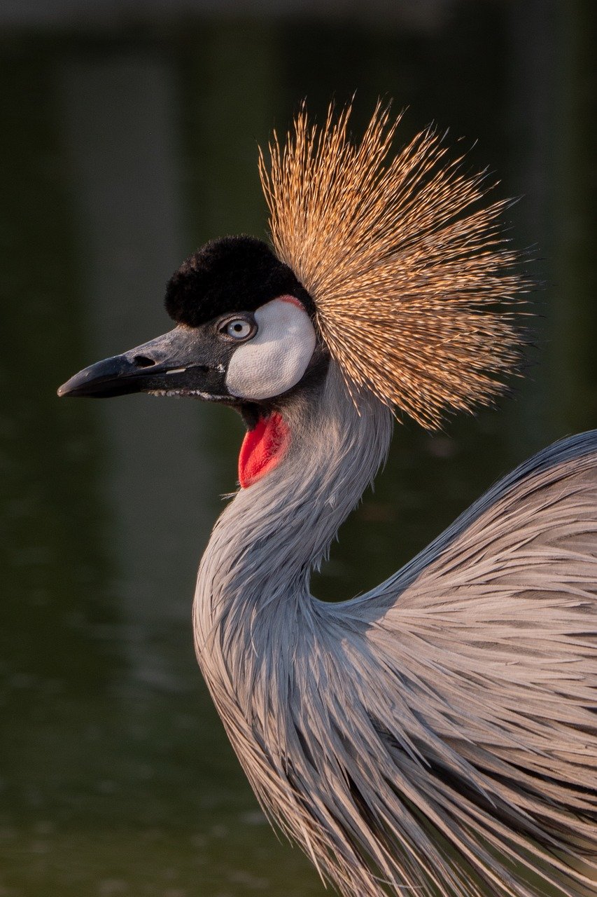 grey-crowned-crane-8246598_1280.jpg