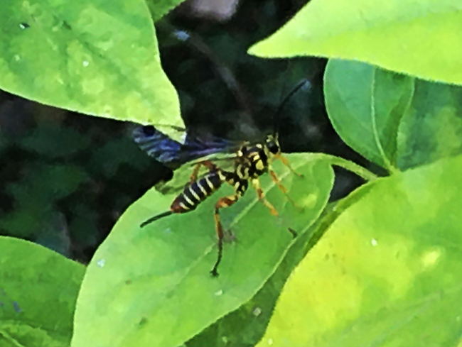 IMG_1681A.png