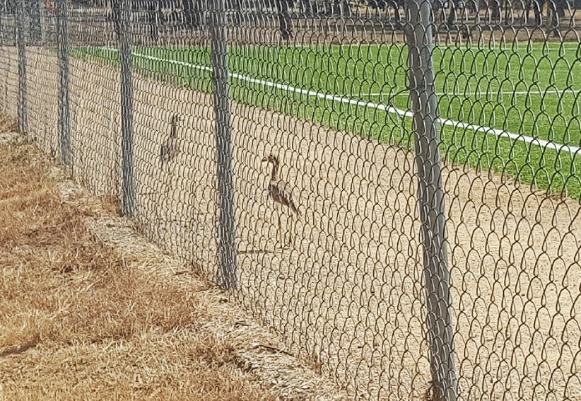 alcaravaes en el parque editado.jpg