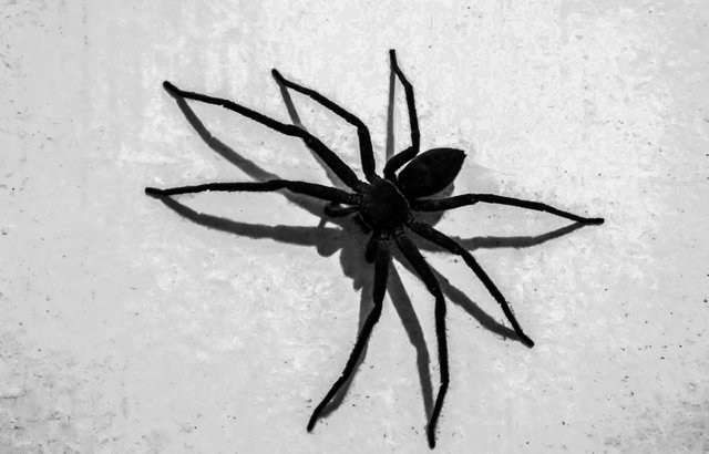 Black & White Spiders — Hive