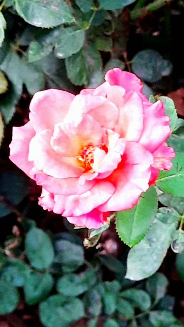Pink Red Rose flower 1.jpg