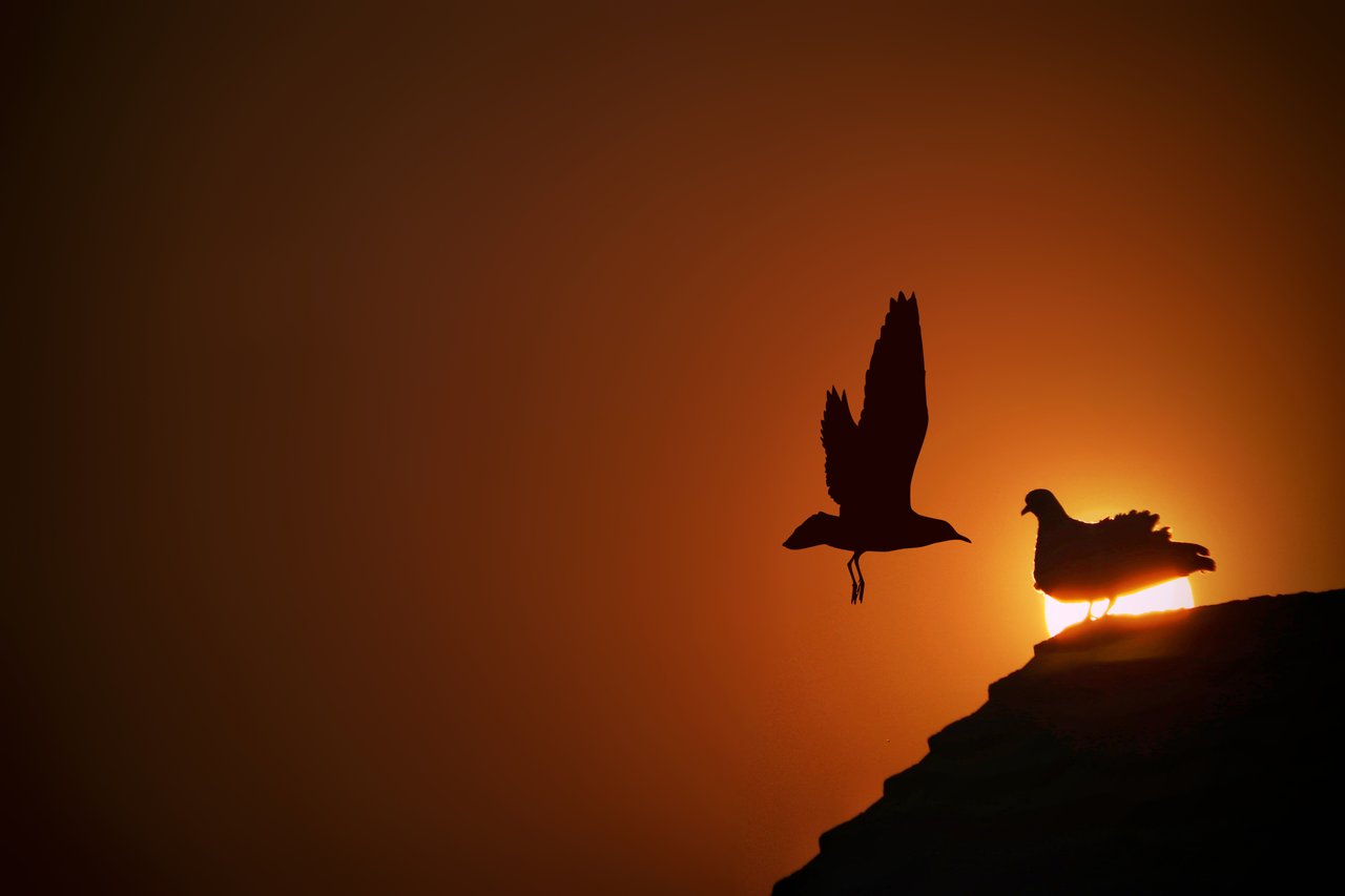 sunset with birds.jpg