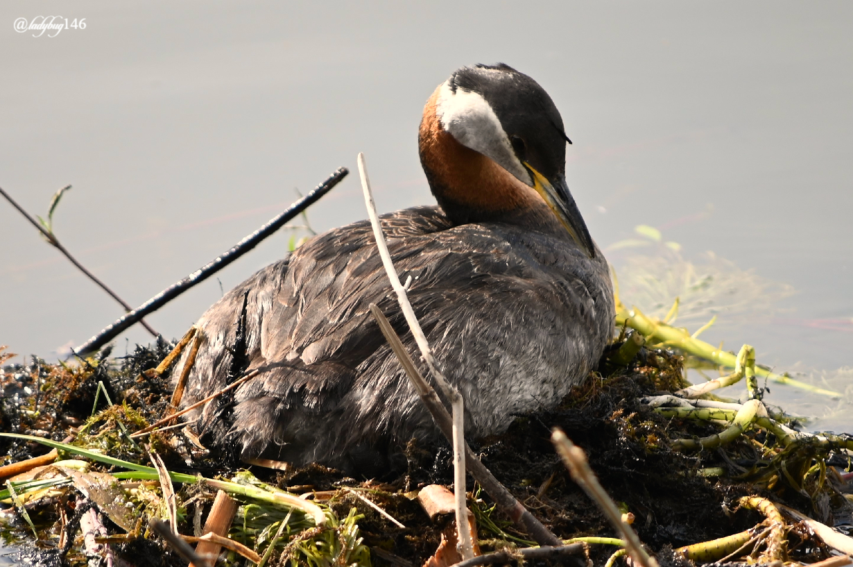 grebe (3).jpg