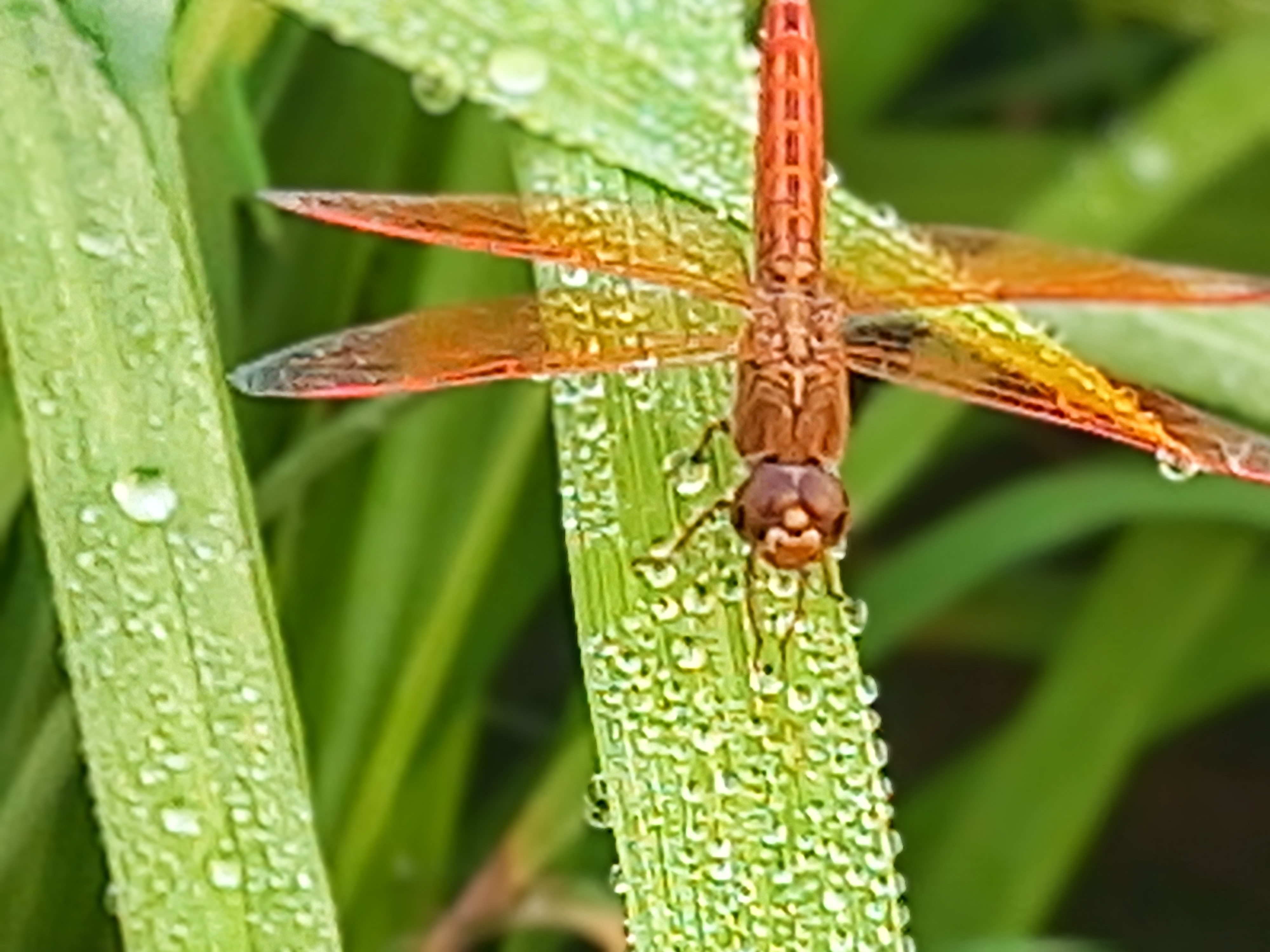 20250416_064047~2.jpg
