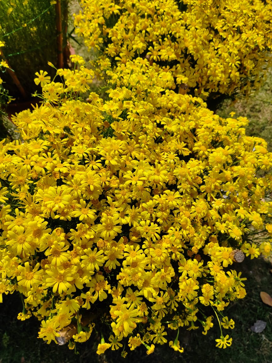 IMG-20250517-WA0005.jpg