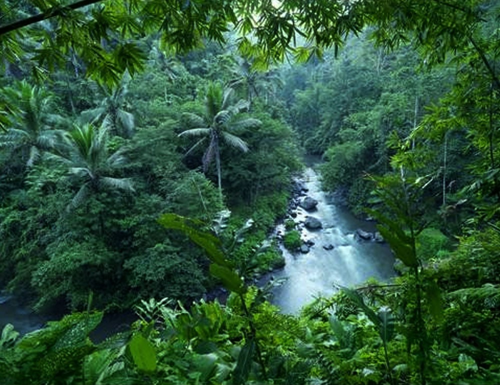 Tropical evergreen forest.jpg