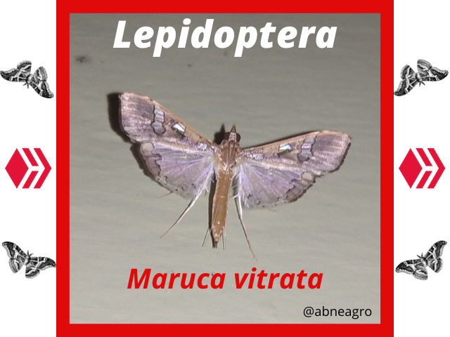 Lepidoptera(3).png