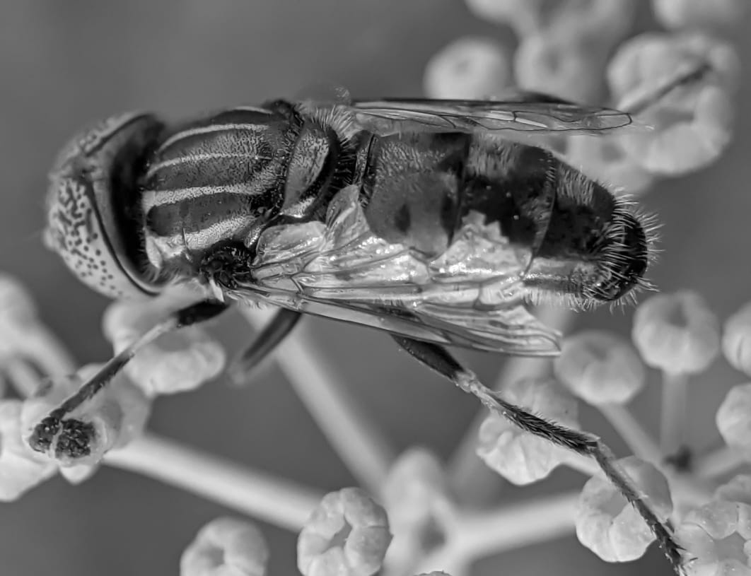 fly (36).jpeg