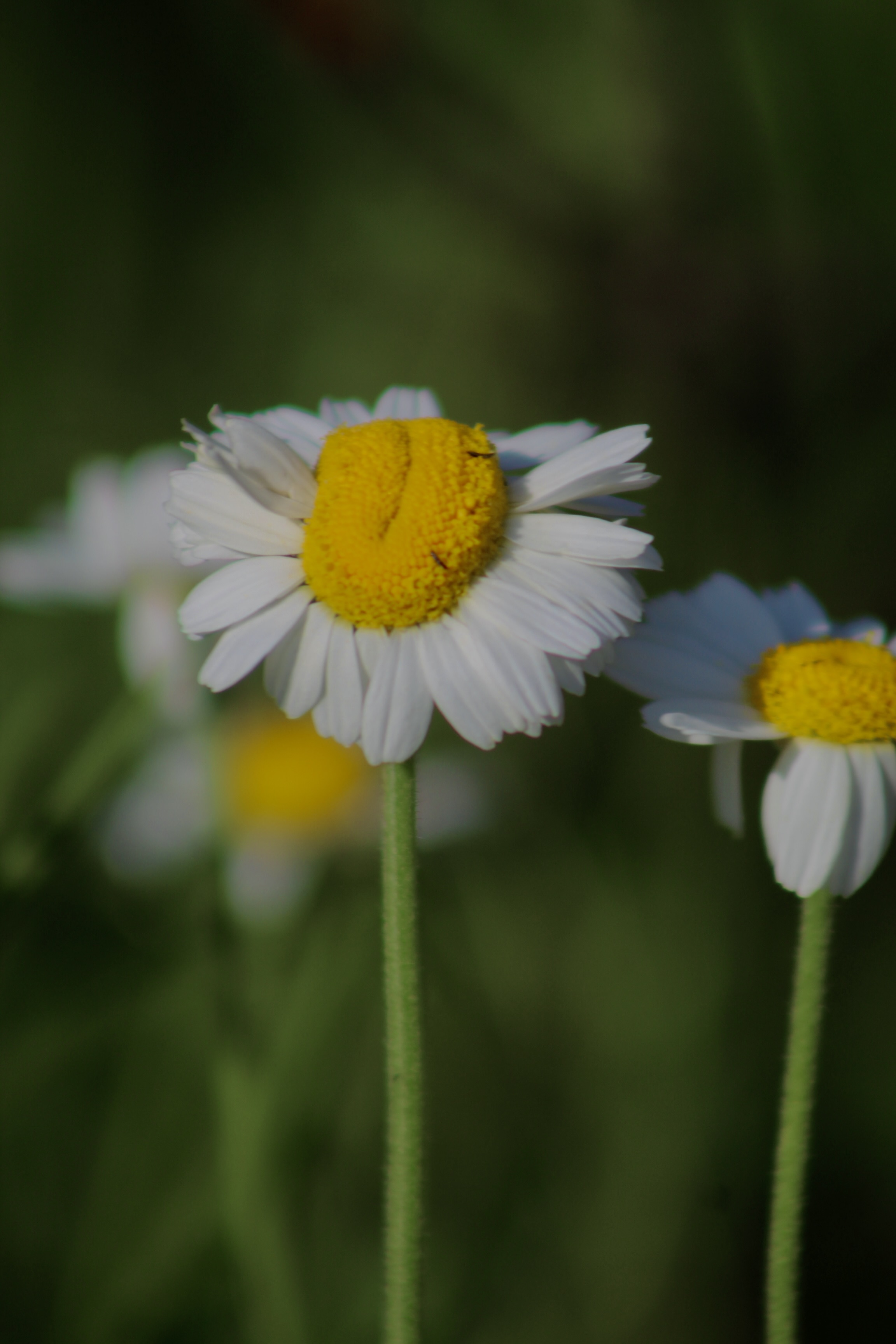 IMG_2939.jpeg