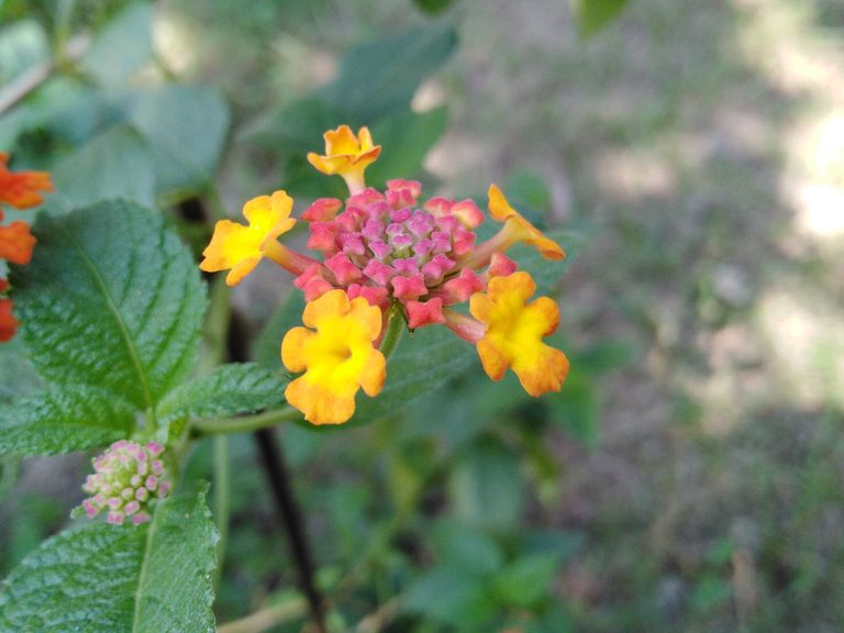 IMG-20201015-111735.jpg