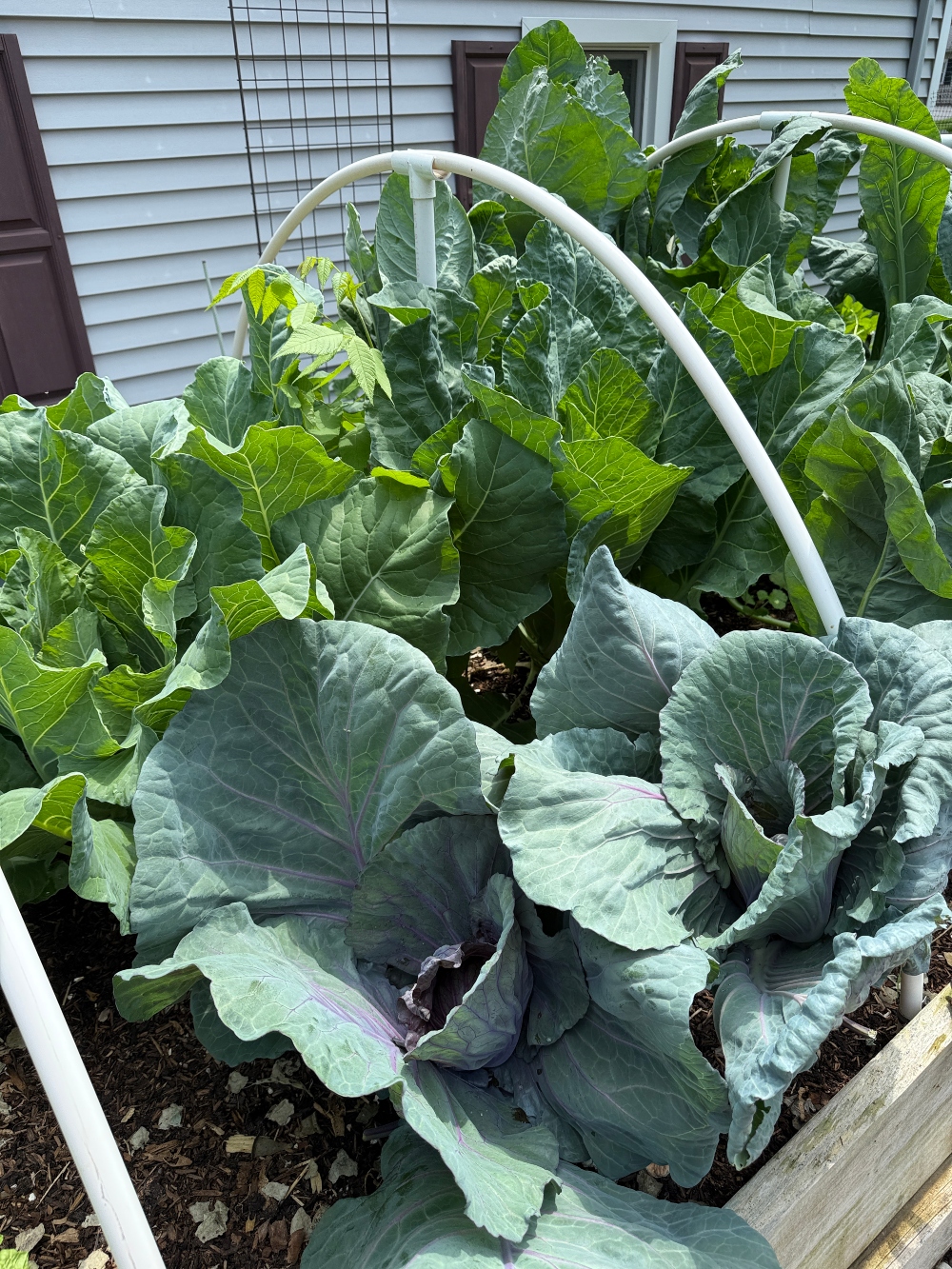 hivegarden-veggies-10.jpg
