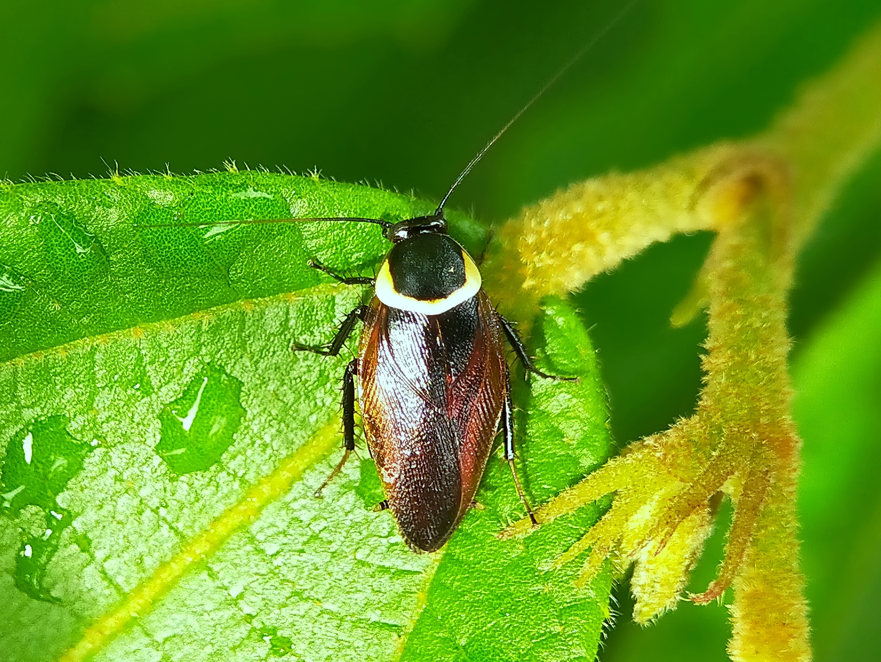 Forest Cockroach (2).jpg