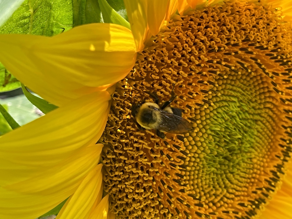 bees-garden-flowers-1.jpg