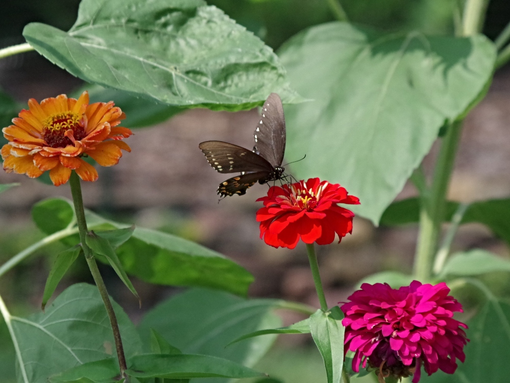 amazing-nature-butterflies-swallowtail-3.jpg