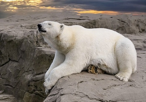 7 polar-bear-7955893_640.jpg