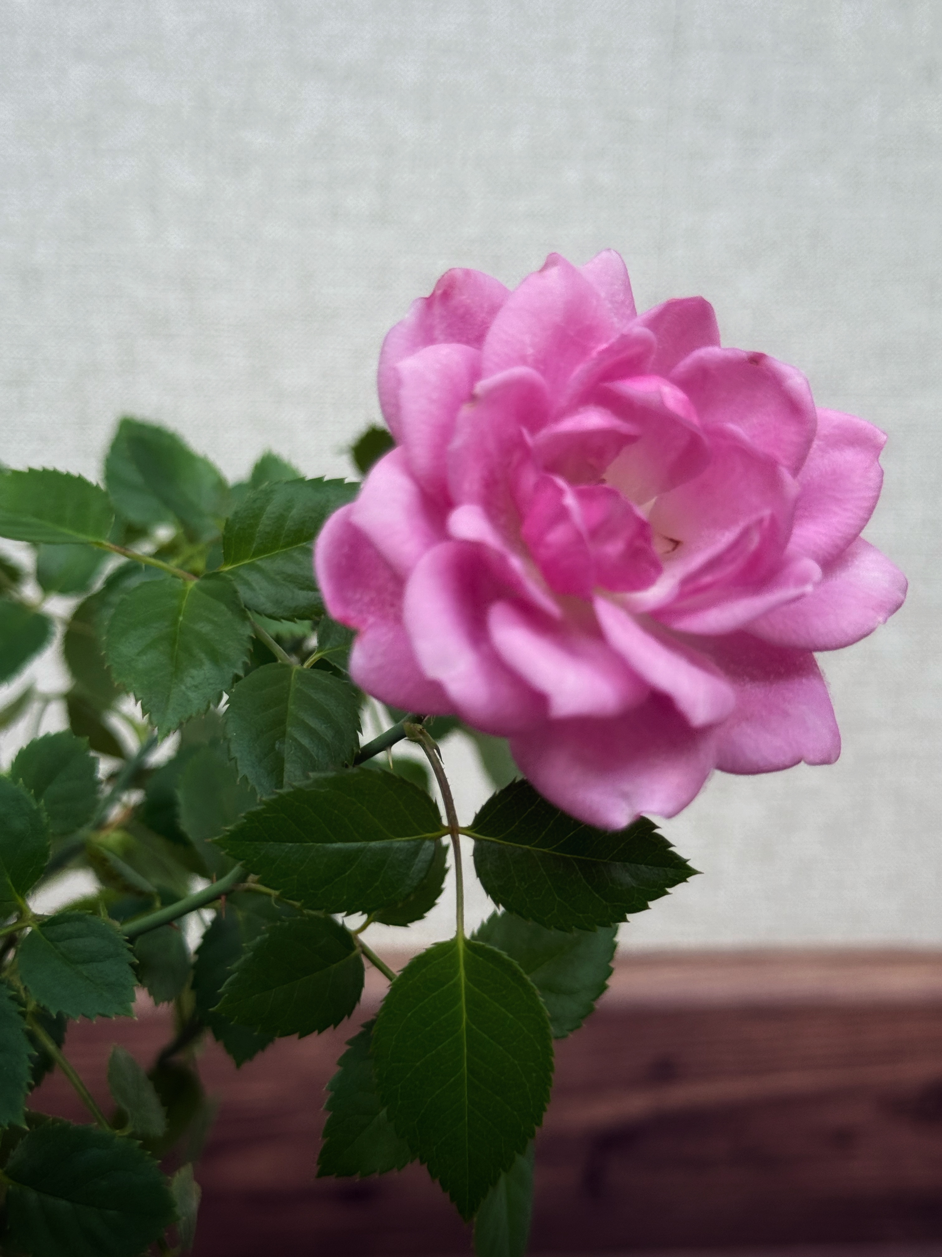 IMG_2670.jpeg
