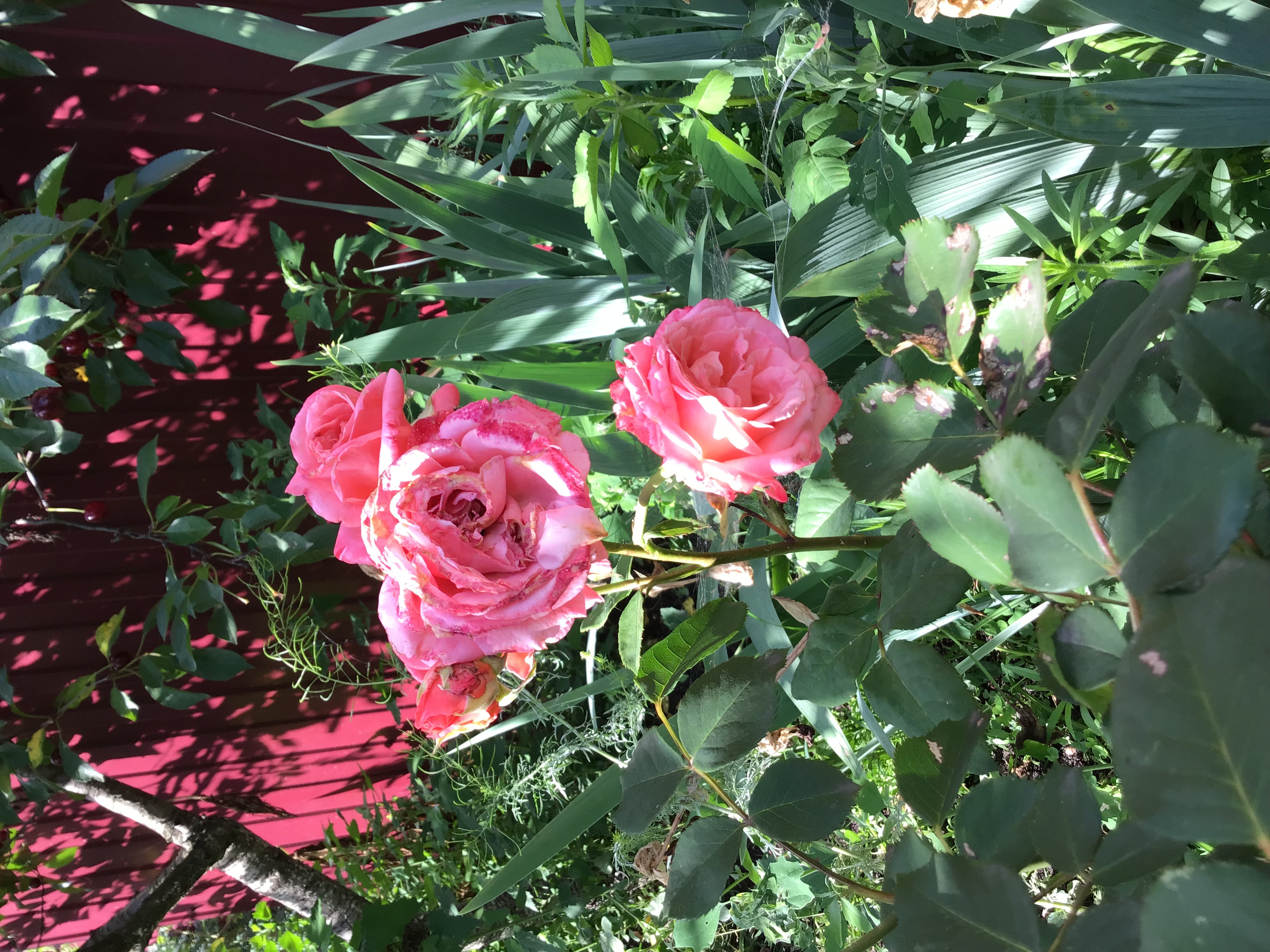 IMG_7867.jpeg