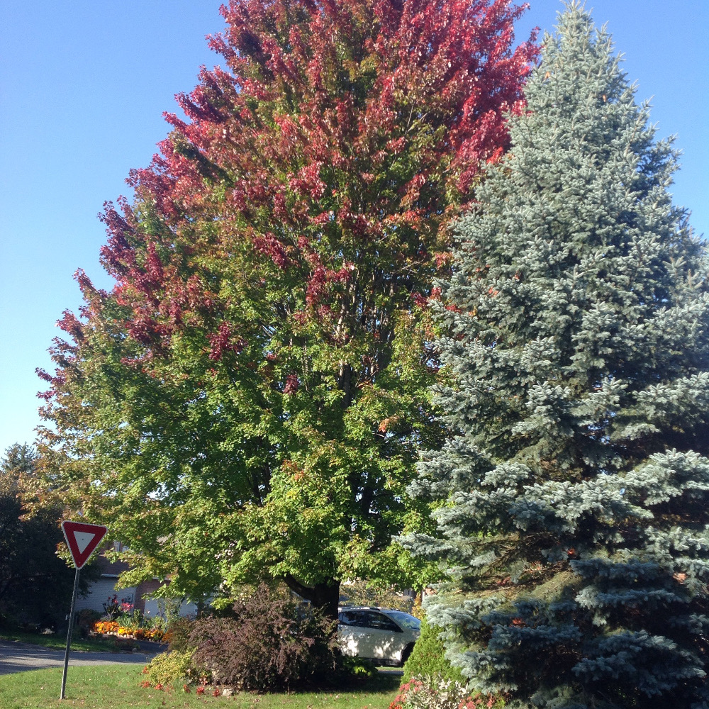 red tinge on maple.JPG