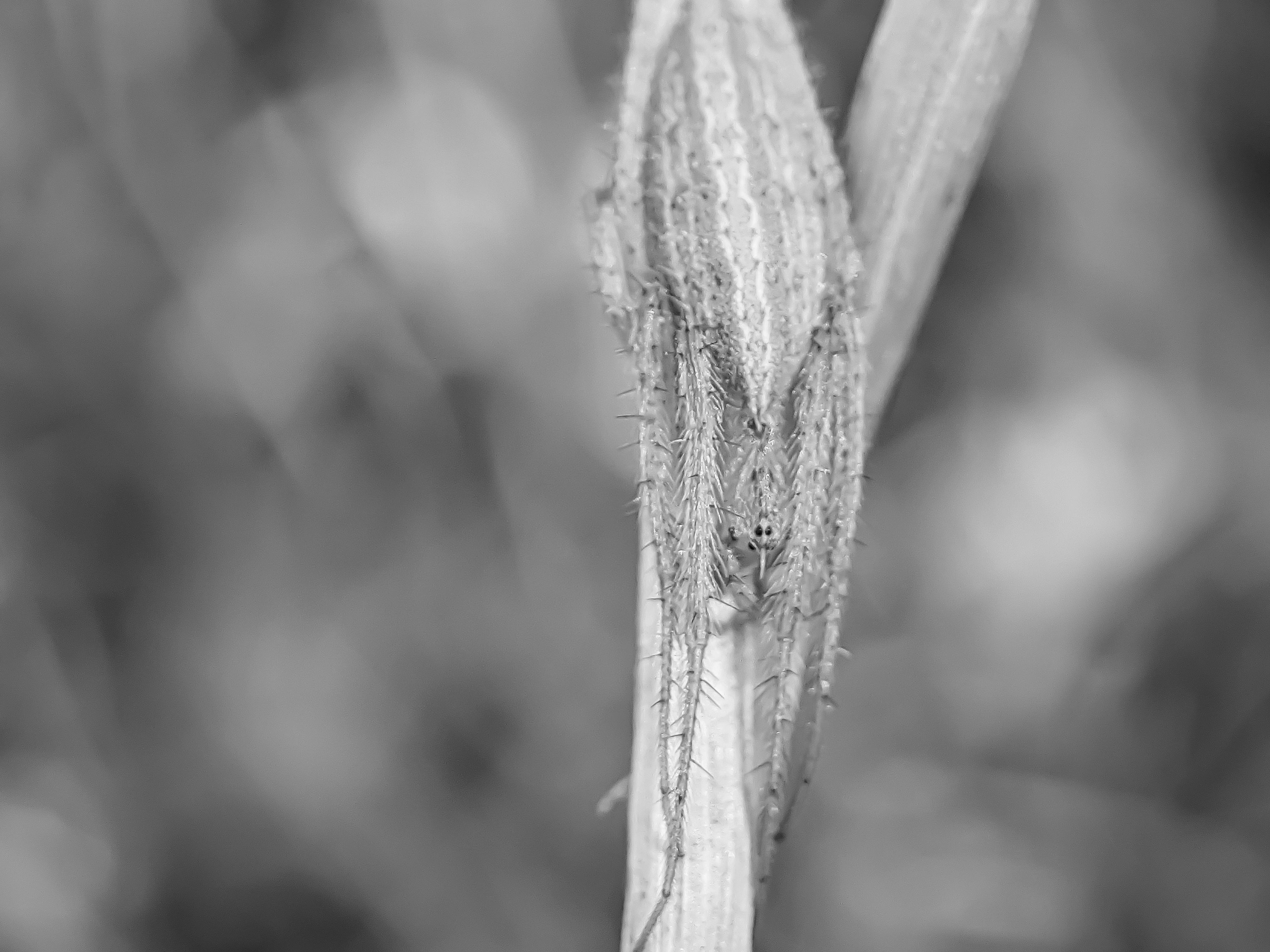spider (1).jpg