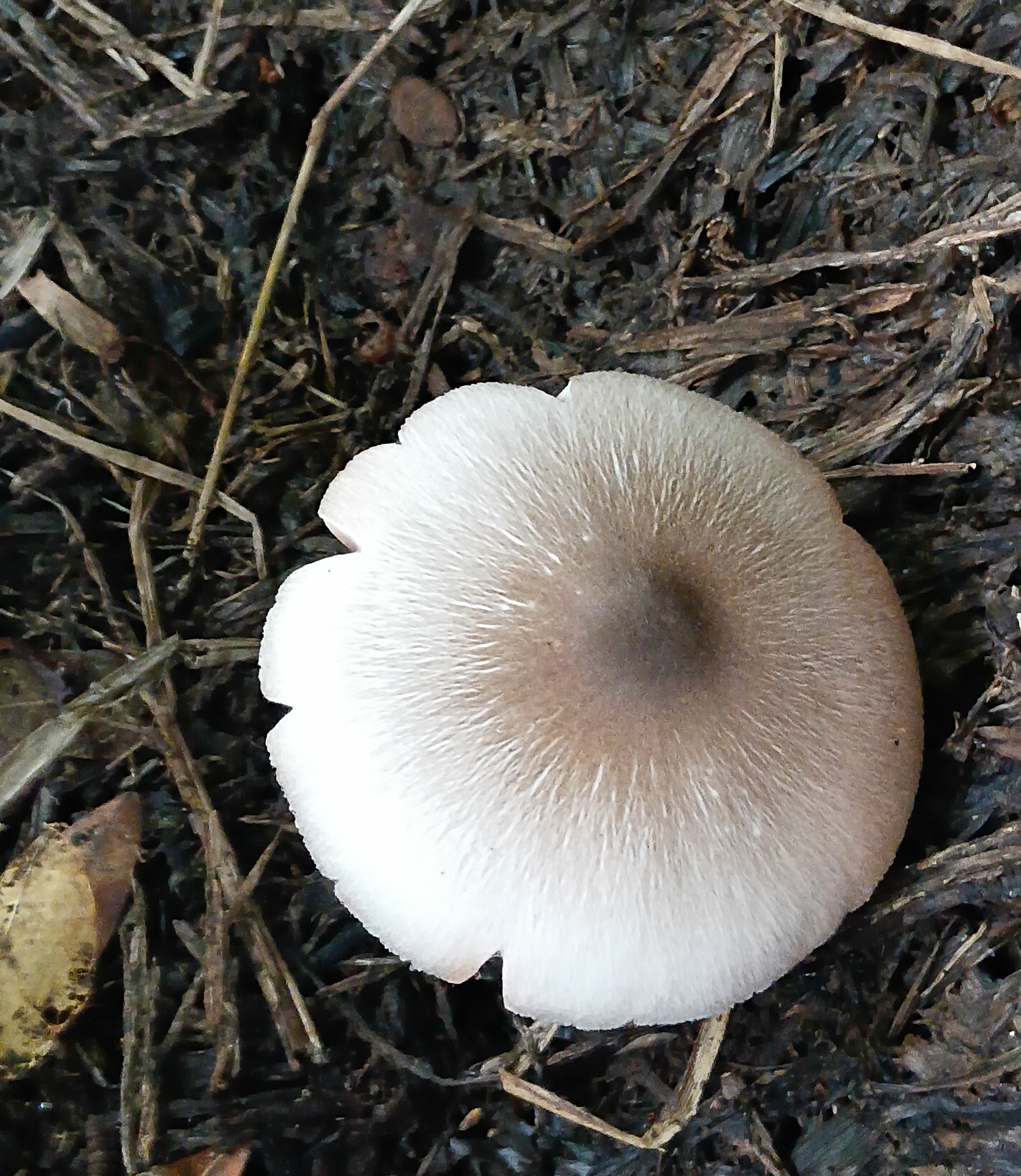 20250803_061145.jpg