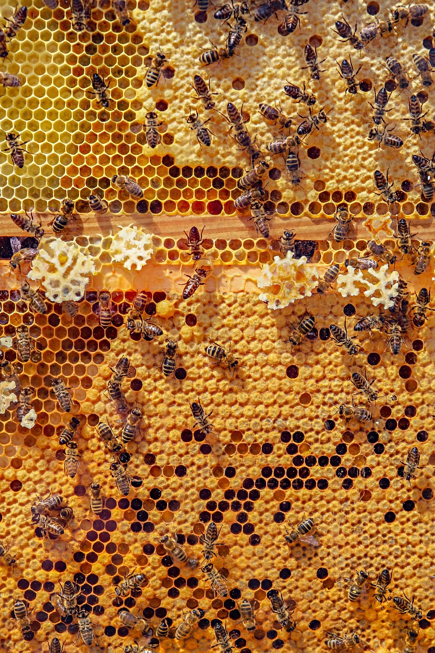 bees-4126065_1280.jpg