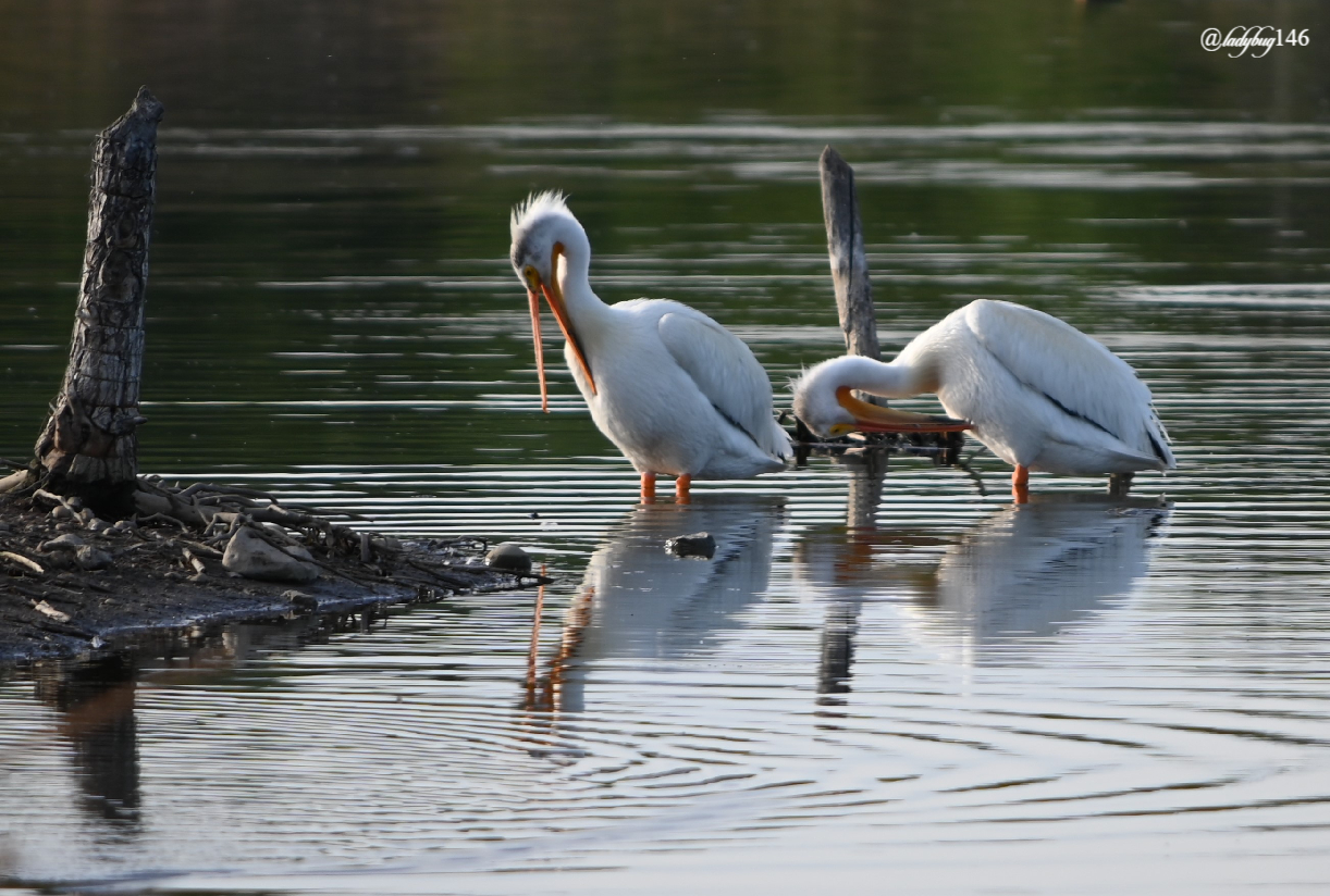 pelican (1).jpg