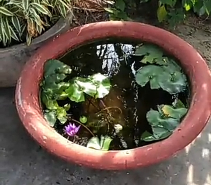 Presencia de lirios de agua en lagunas artificiales ubicadas en el caserío  Usera, Edo. Lara. — Hive