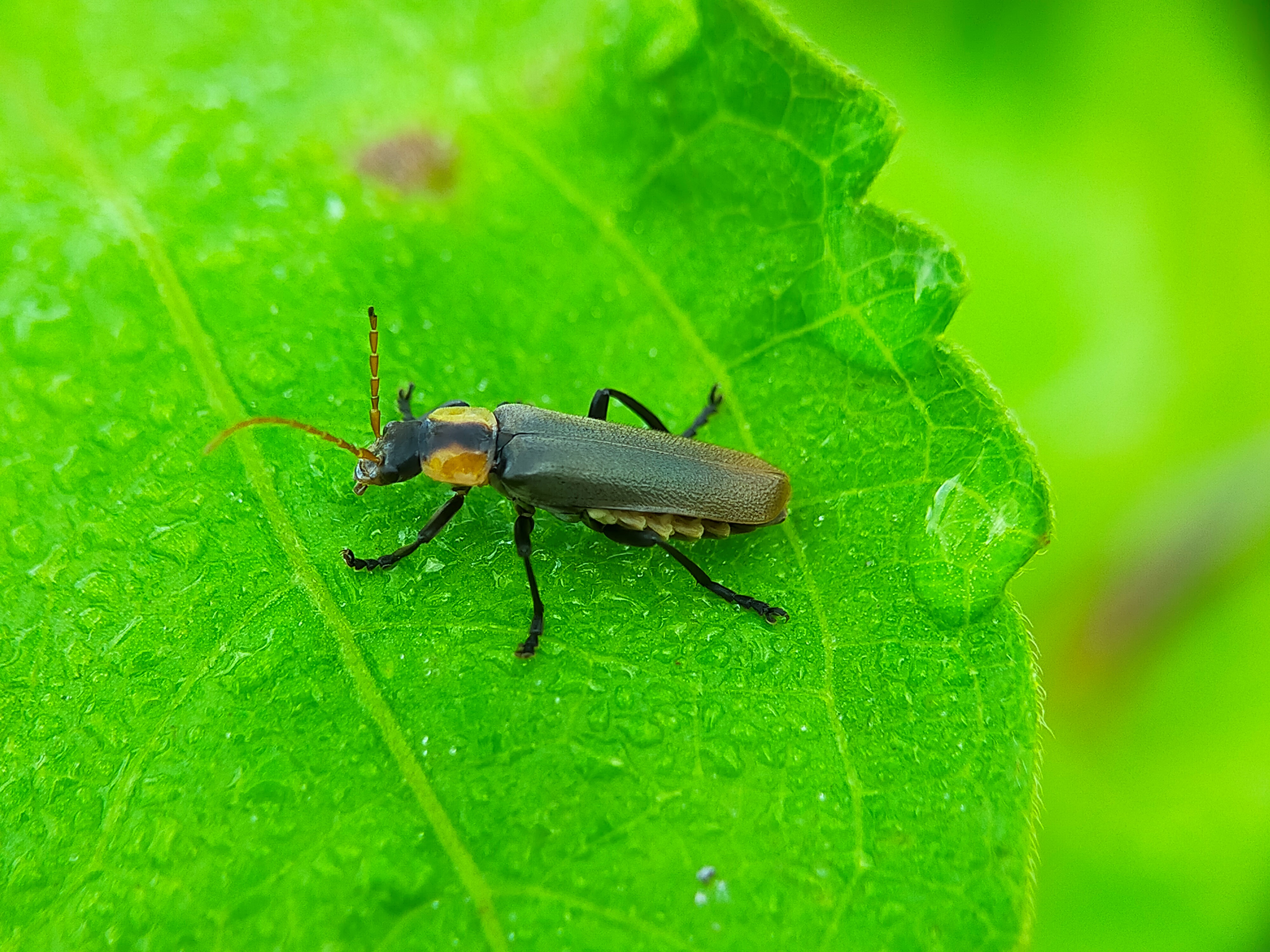 Chauliognathus lugubris (20).jpg