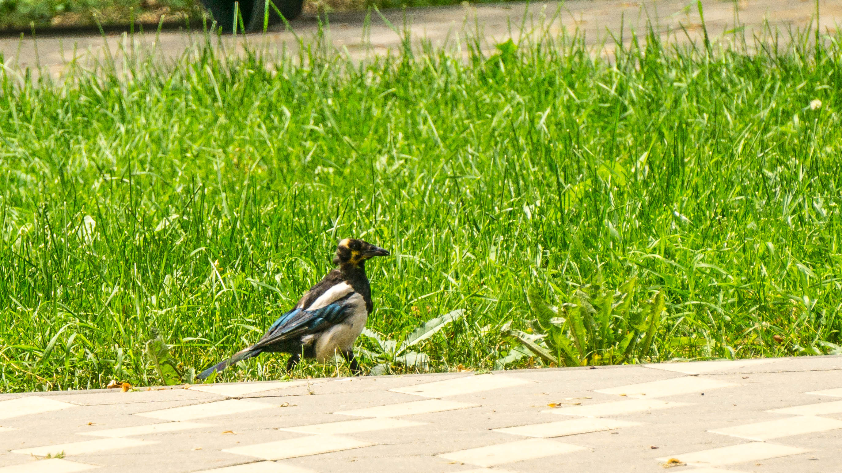 DSC01605-4.jpg
