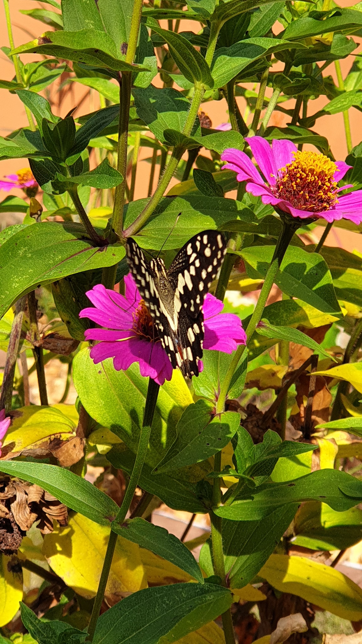 butterfly and flower zinias.jpg