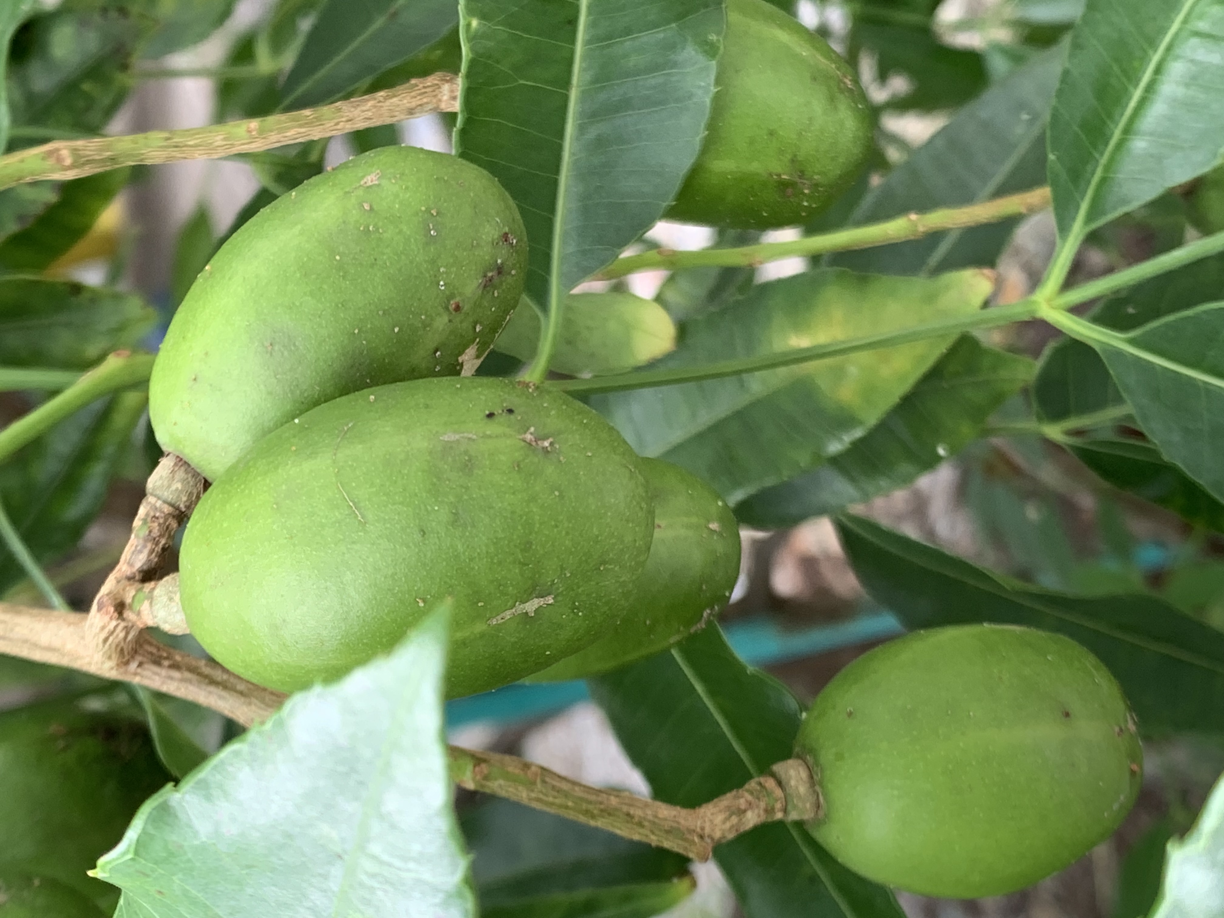 fruit19.jpg
