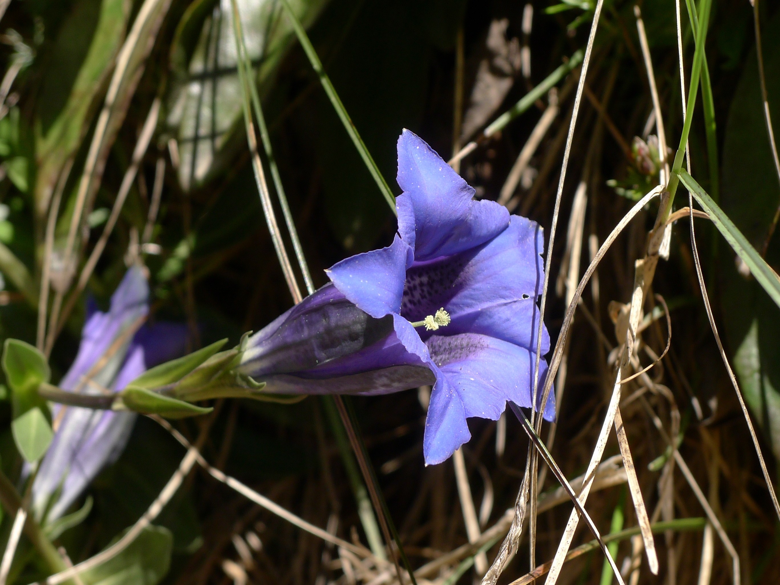gentian blue flower alpes