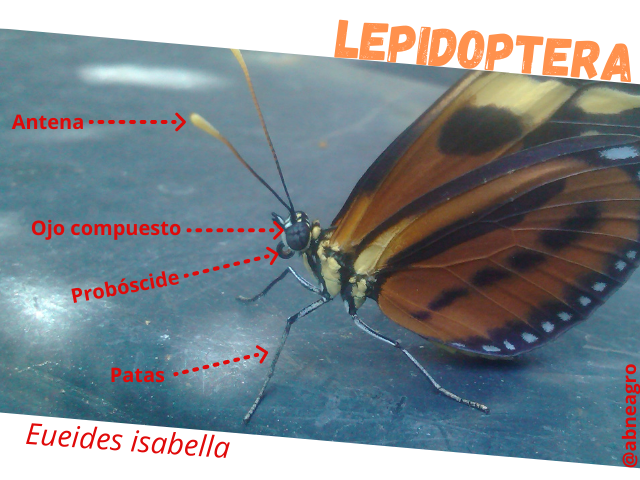 Lepidoptera partes 2.png