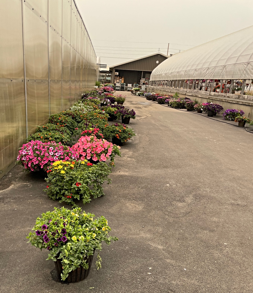alwaysaflower-farm-13.jpg