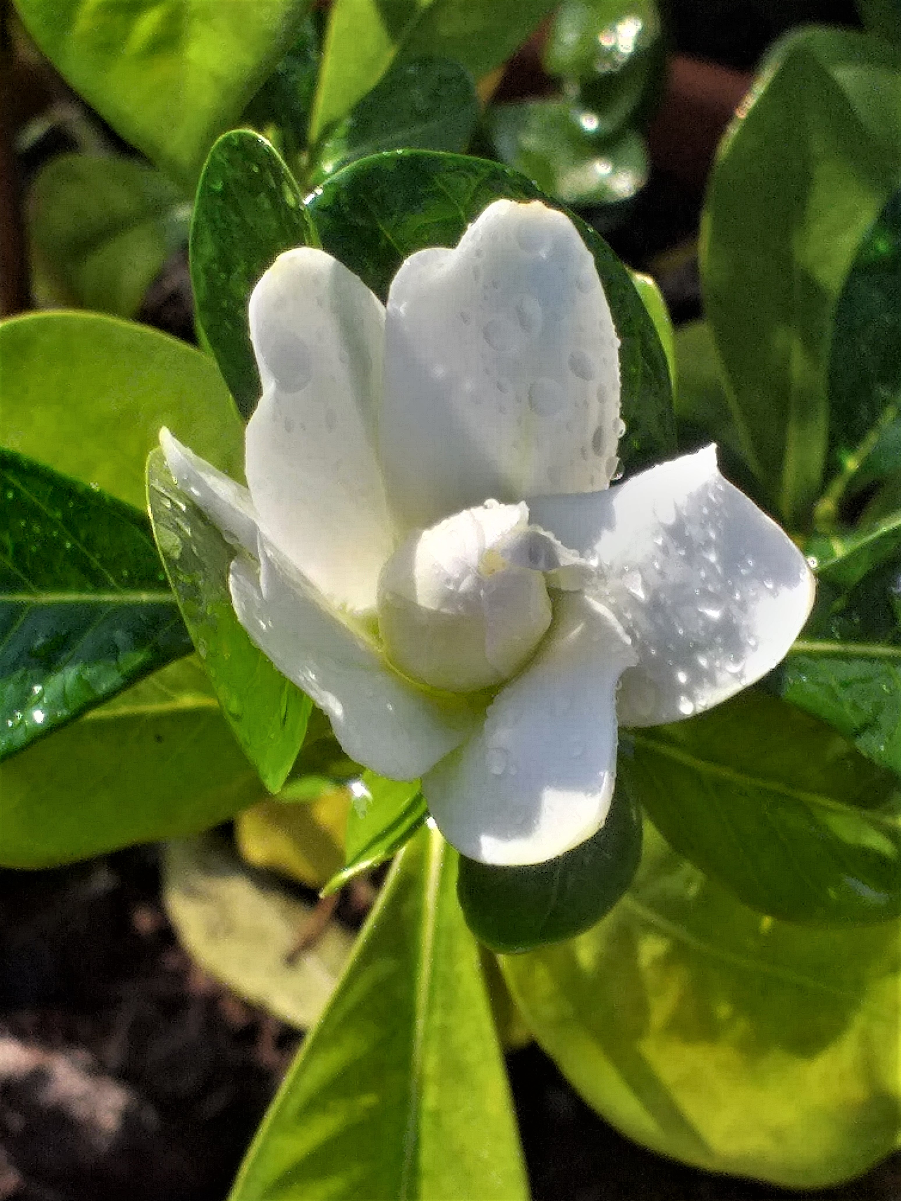 white flower29.jpg