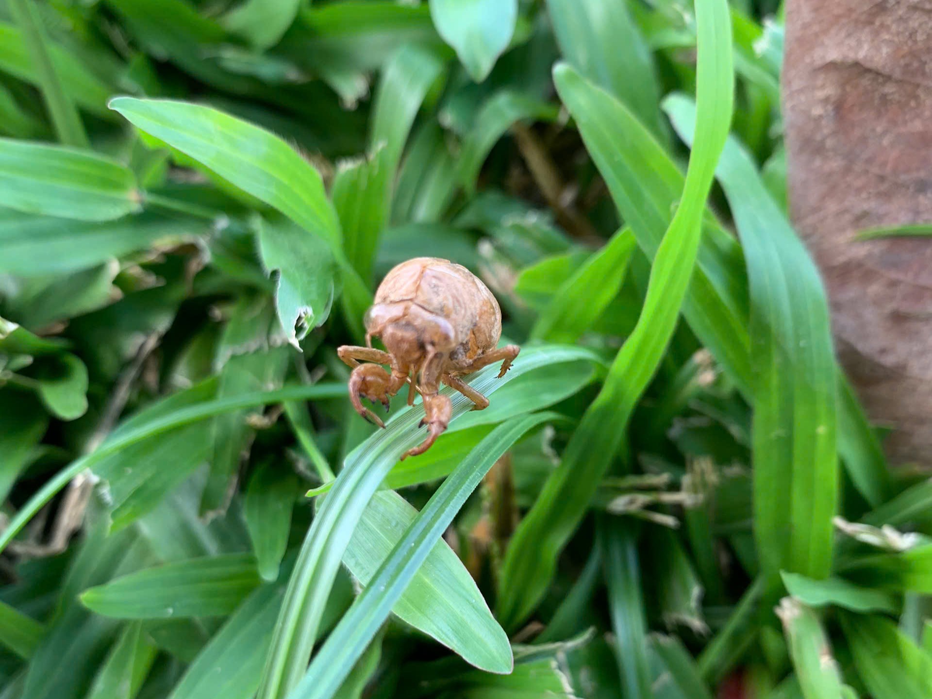 bug dn1.jpg