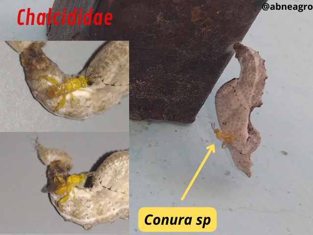 Automeris cf. jucunda (2).png