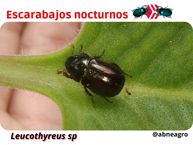 Automeris cf. jucunda (1).png