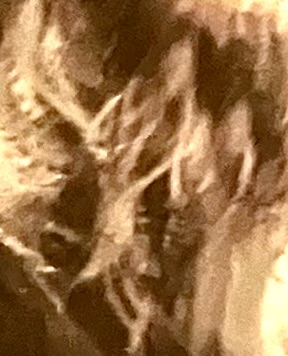 IMG_1248.jpeg