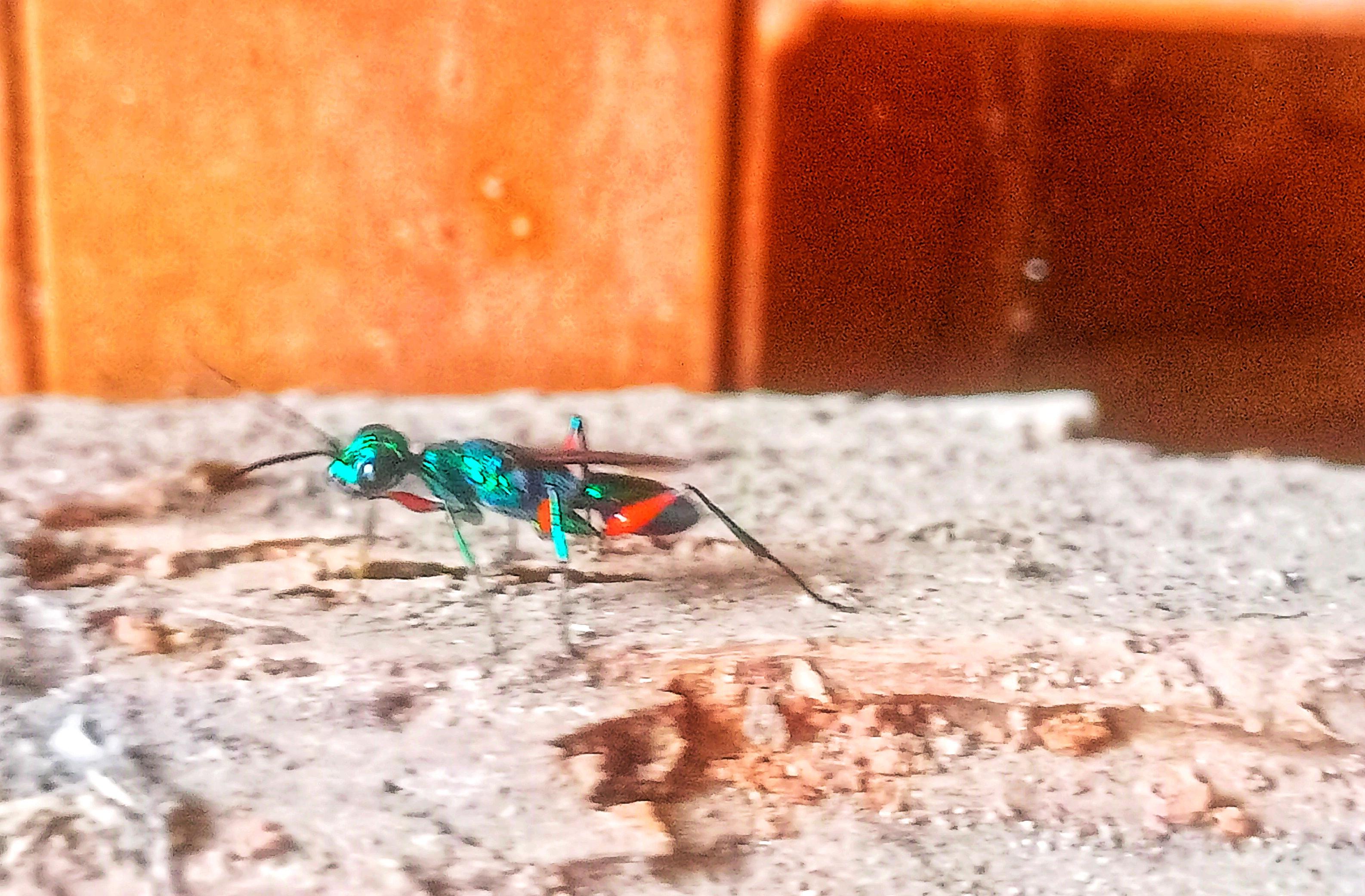 Ampulex compressa.