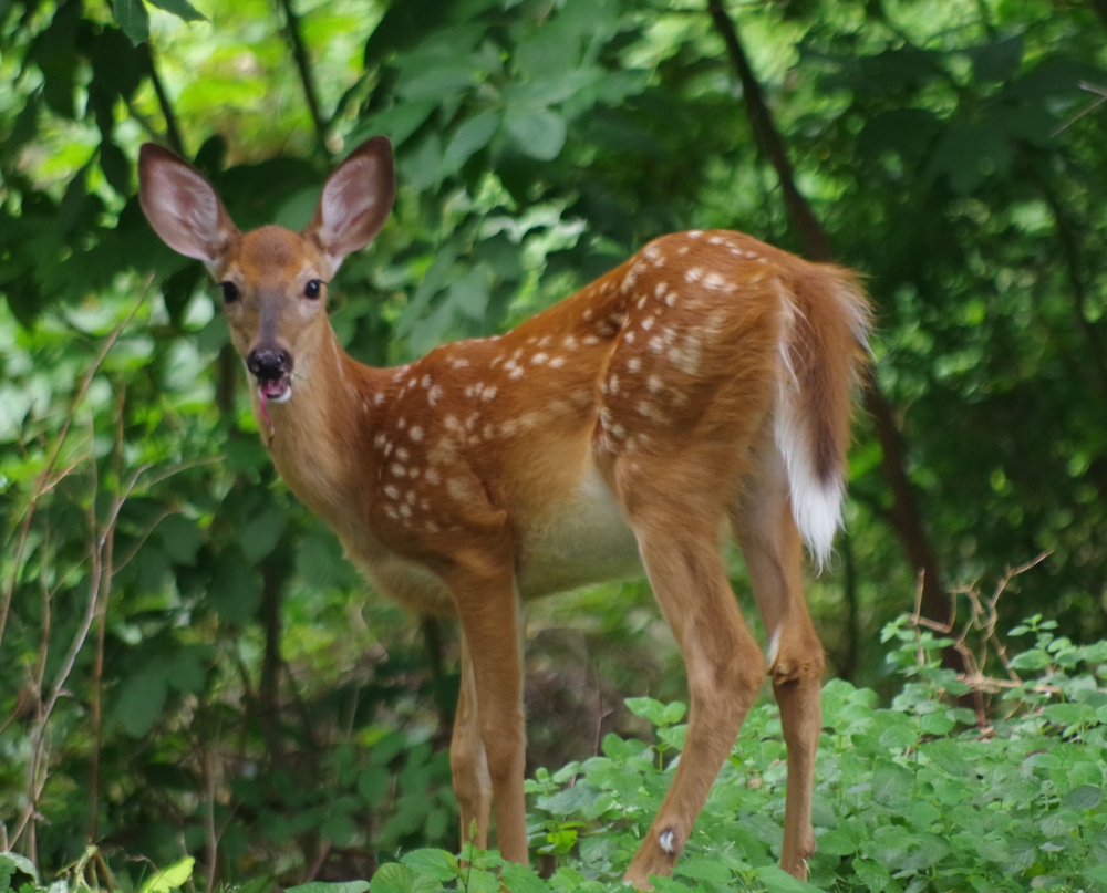 deer-1.jpg