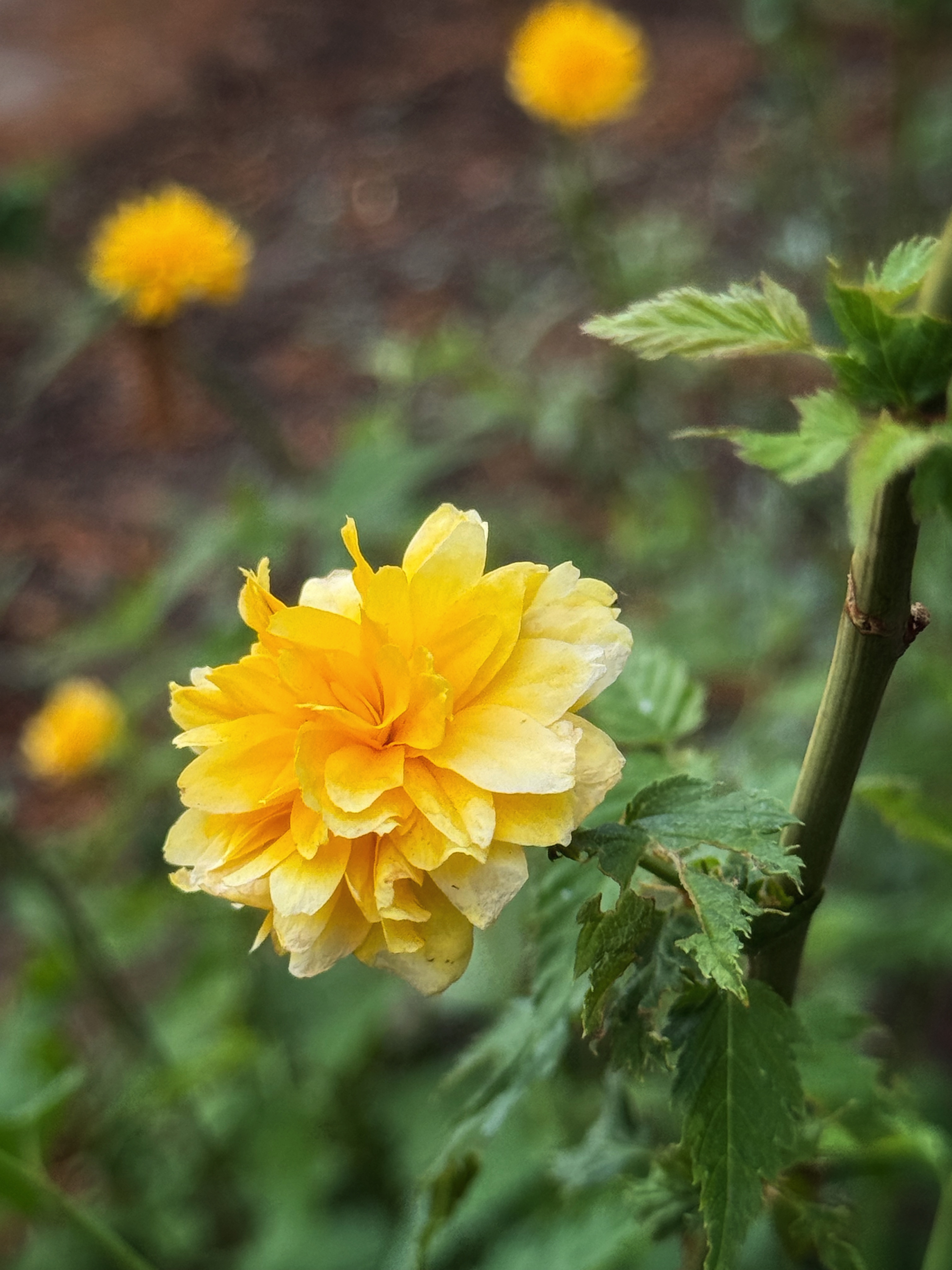 IMG_2612.jpeg