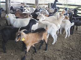 Importance of livestock and crop farming