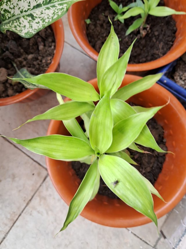 spiderwort plant 3.jpg