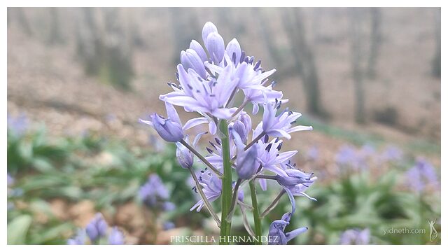 scilla sp. flower by Priscilla Hernandez (1).jpg