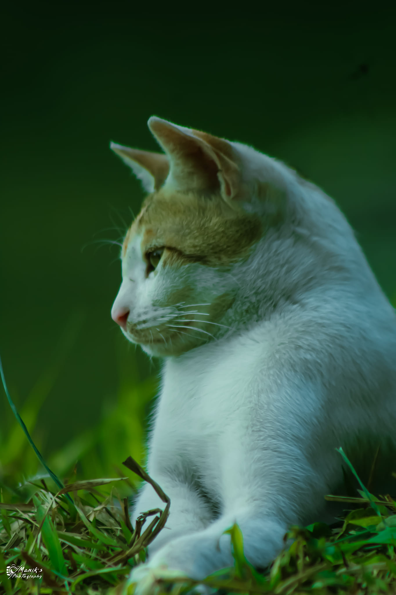 cat (2).jpg