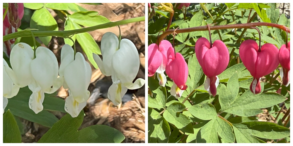 hivegarden-bleeding hearts.jpg