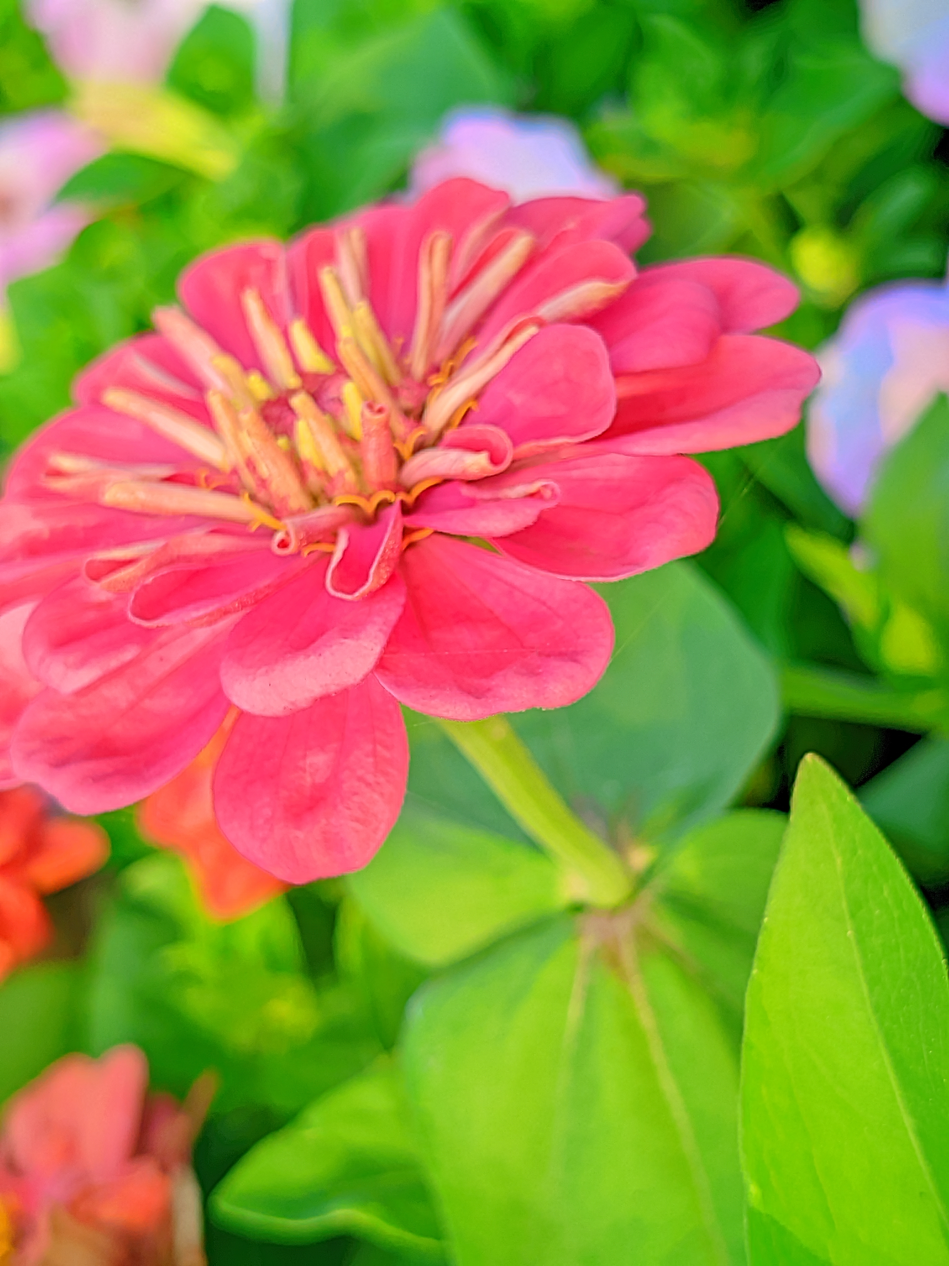 LMC_20250122_155253_🌈Color boost by Riyan .jpg