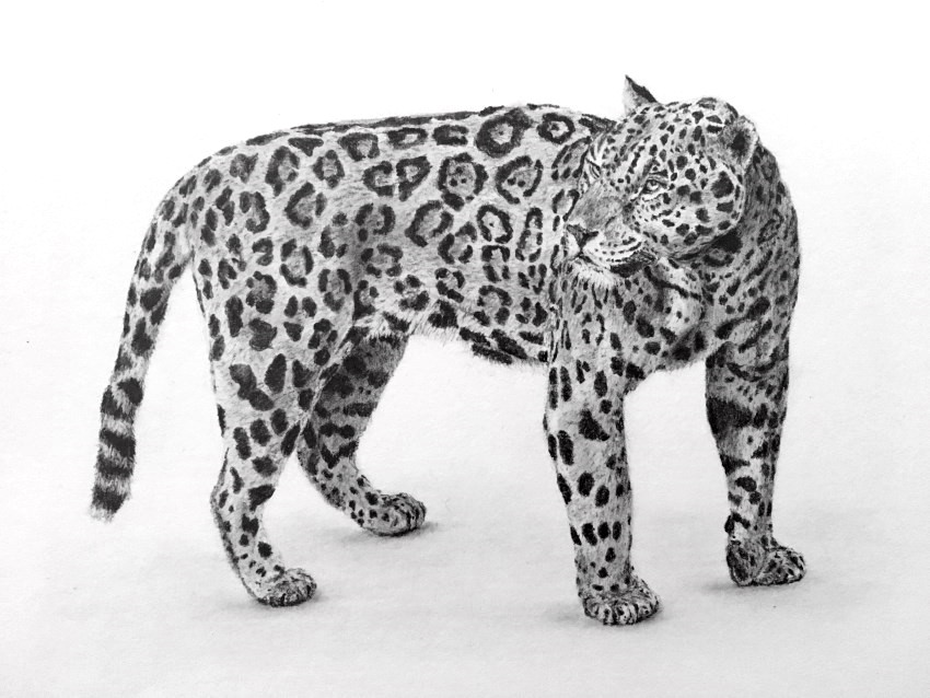 jaguar-drawing.jpg