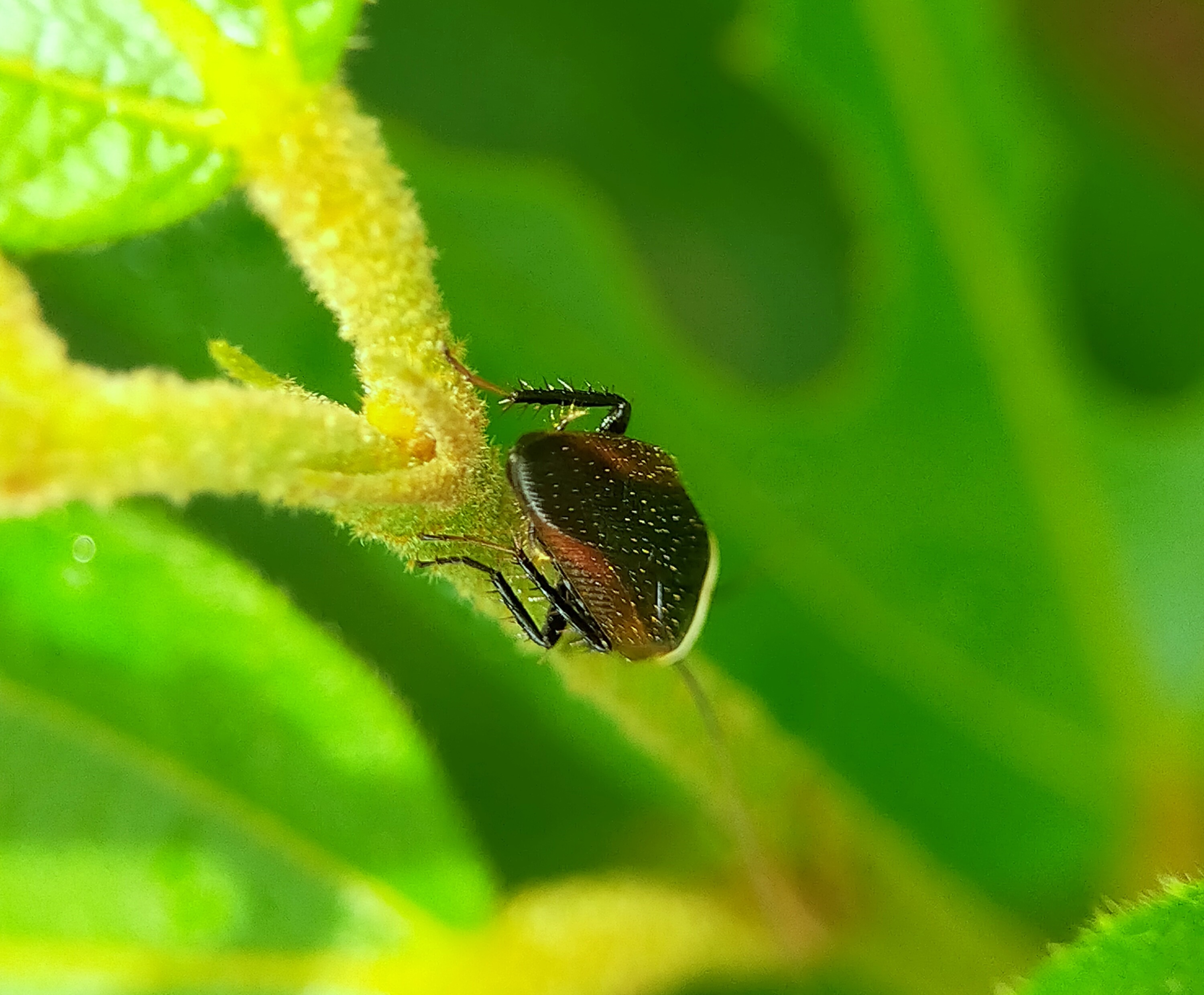 Forest Cockroach (7).jpg